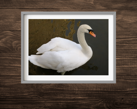 Digital Download - Swan